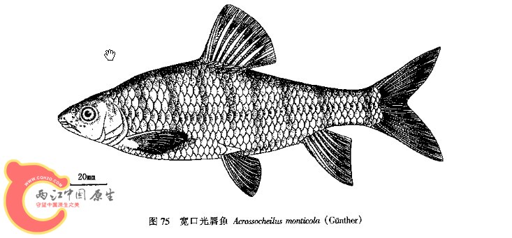 宽口光唇鱼