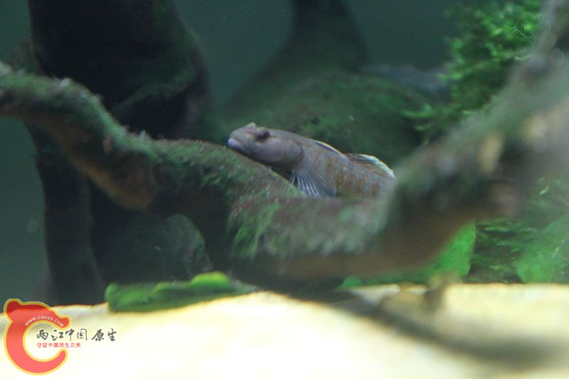 IMG_0585.jpg