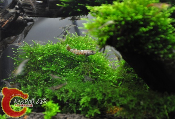 DSC_0853.JPG