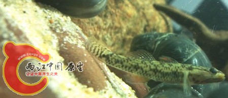 溪吻13.jpg