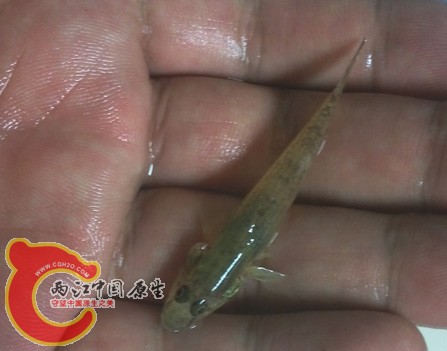 不知名虾虎1.jpg