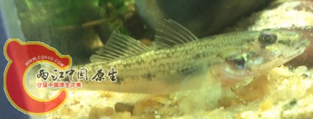 不知名虾虎2.jpg