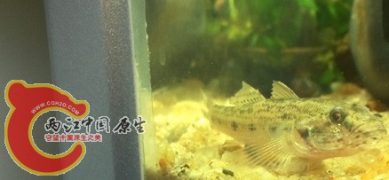 不知名虾虎3.jpg