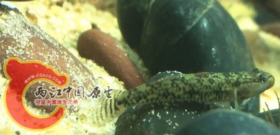 溪吻1.jpg