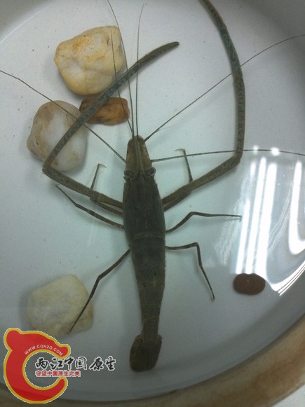 大虾2.jpg