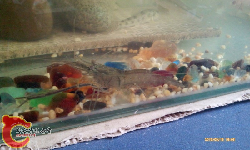 这就是一般的河虾吧？