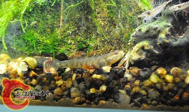 DSC_0827_副本.jpg