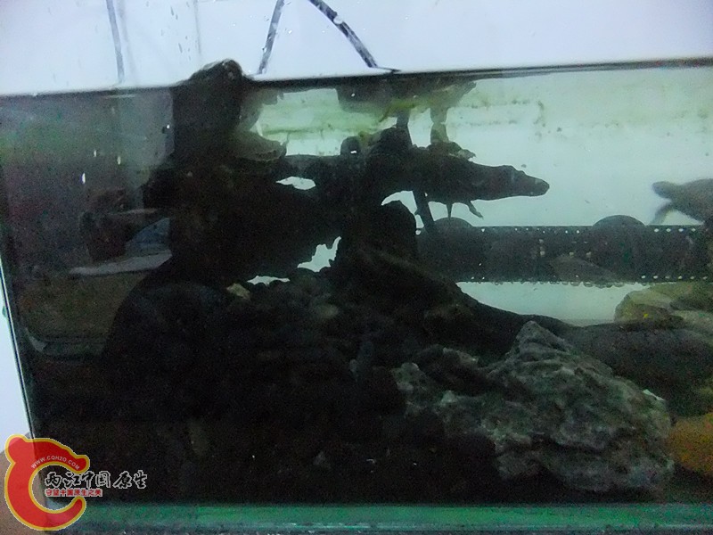DSCF6013_副本.jpg