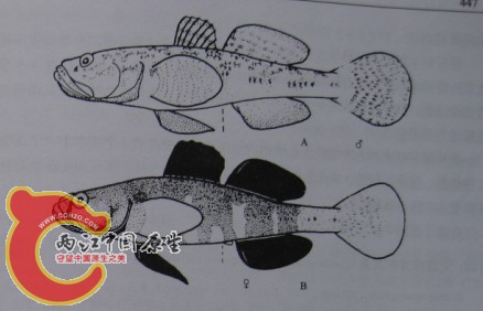 黄带裸身虾虎.jpg