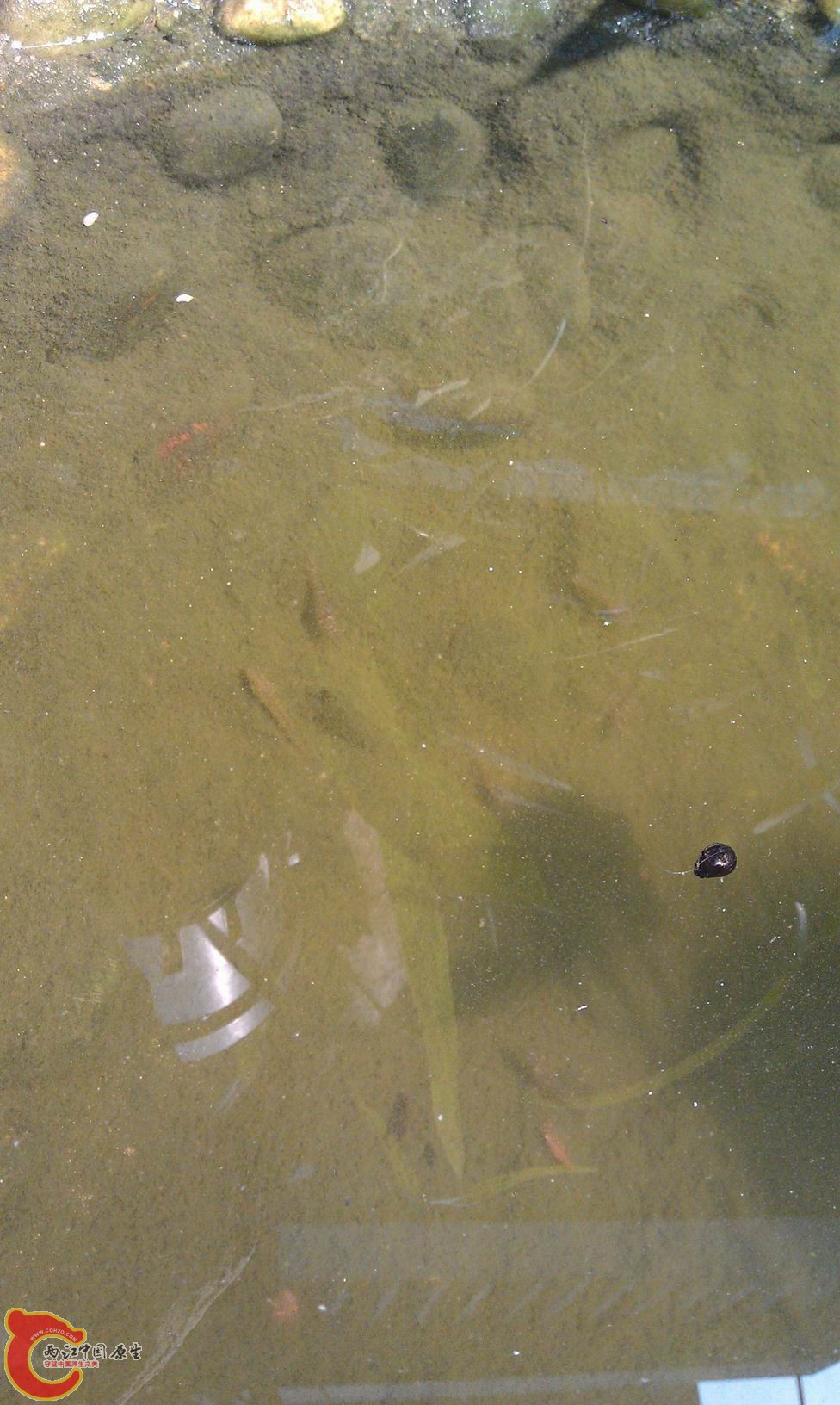 虾虎和米虾