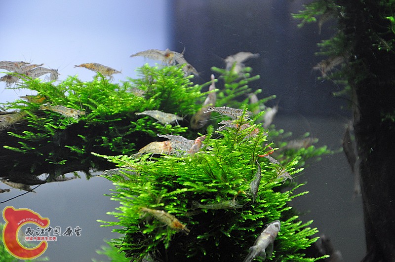 DSC_0779_副本.jpg