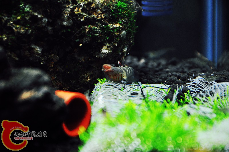 DSC_0780_副本.jpg
