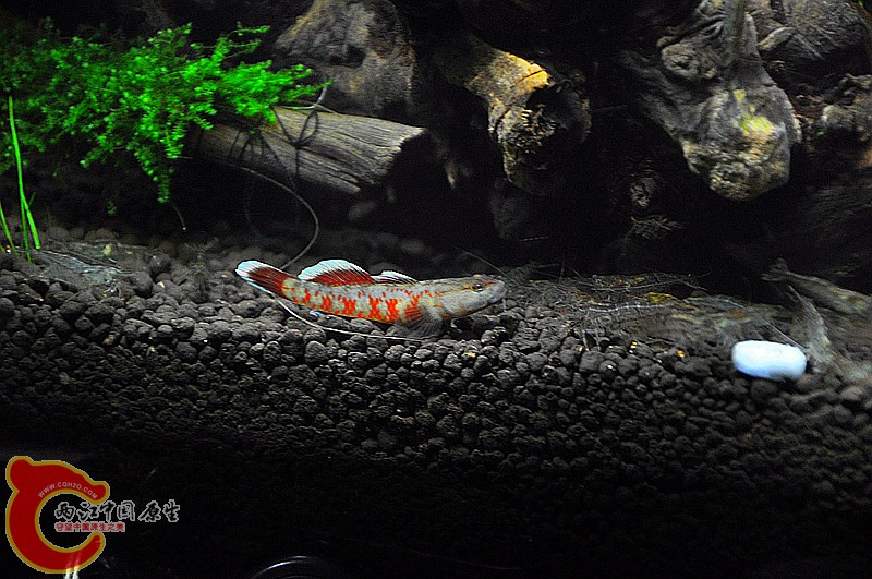 DSC_0790_副本.jpg
