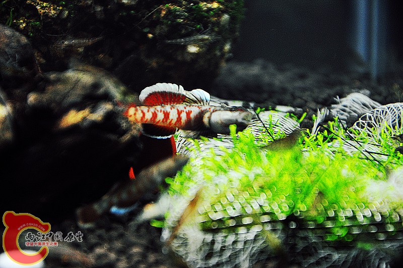 DSC_0795_副本.jpg