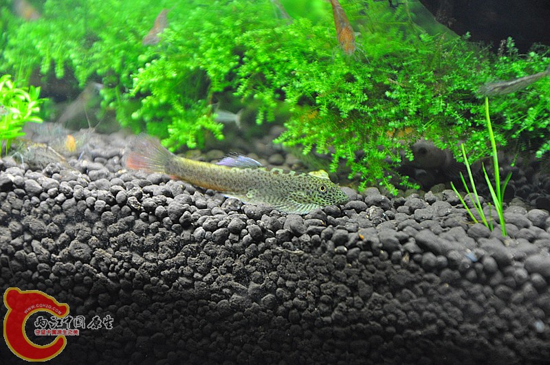 DSC_0798_副本.jpg