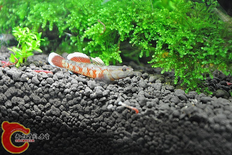DSC_0786_副本.jpg