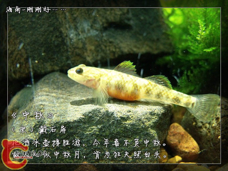 中秋_.jpg