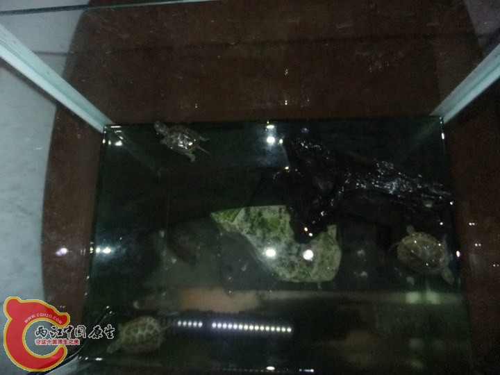 large_oo3u_24fc000098db125f.jpg