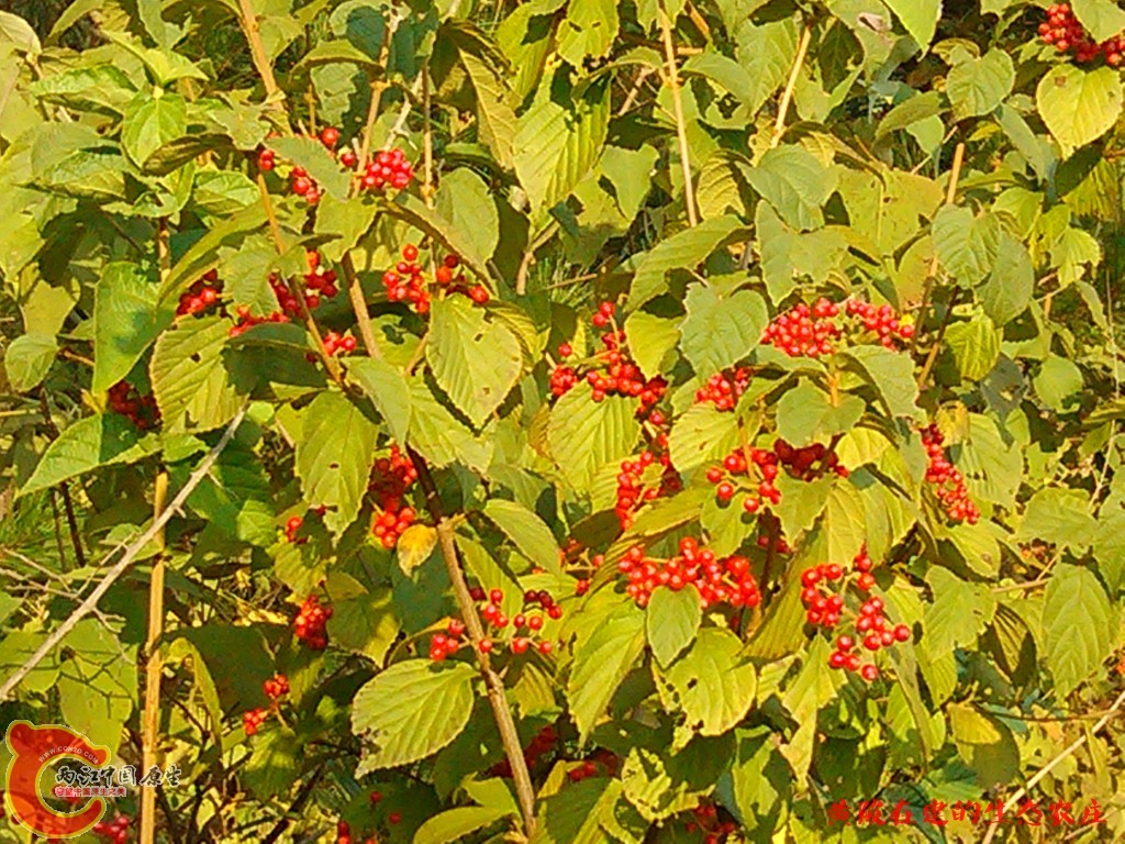 conew_img_20121001_090511.jpg