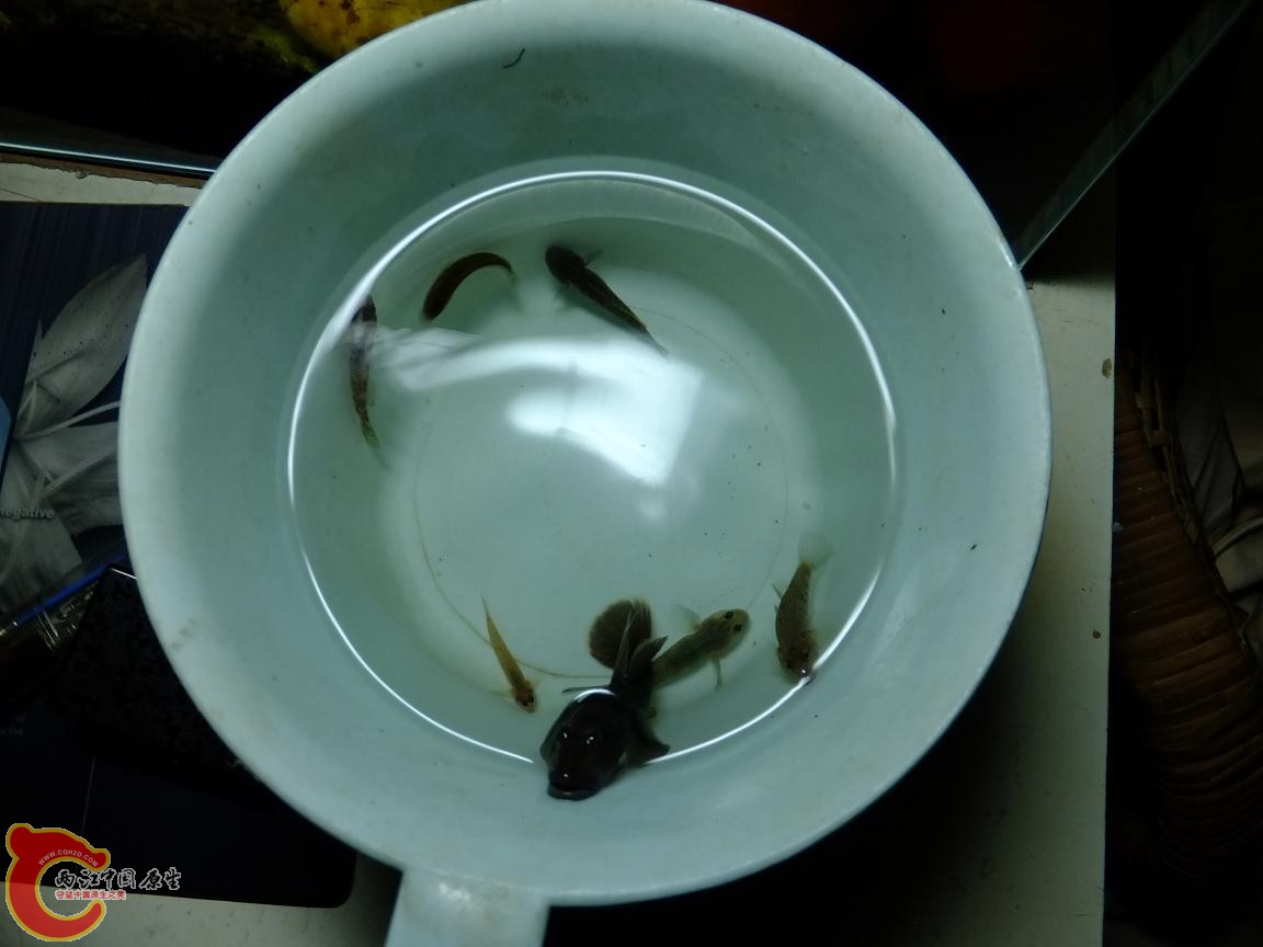 DSCF4031.jpg