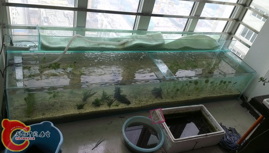 放草