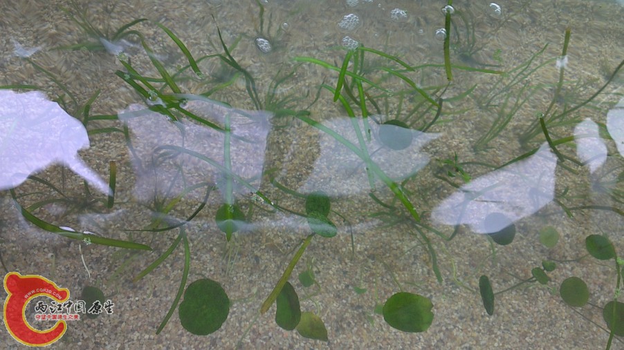 草