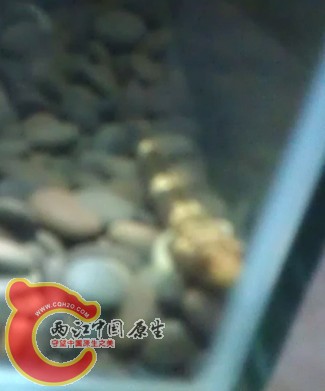12虾虎.jpg