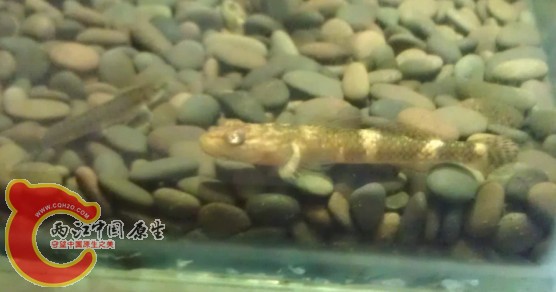 1虾虎.jpg