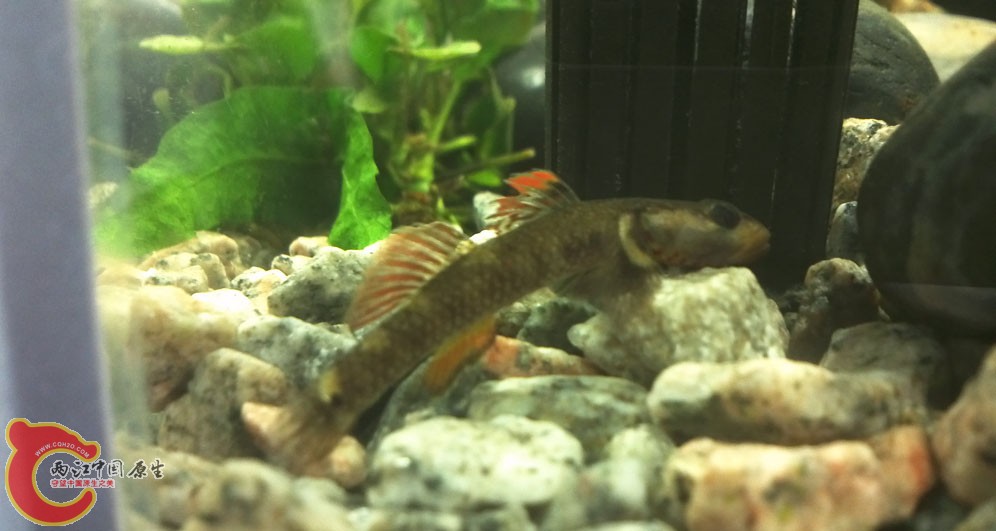 溪吻入缸照1