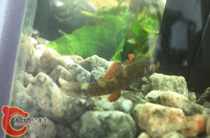 溪吻入缸照2
