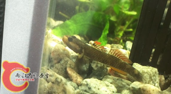 溪吻入缸照3