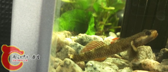 溪吻入缸照5