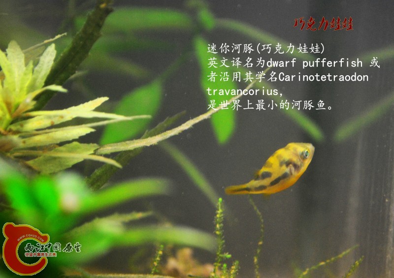 巧克力娃娃.jpg
