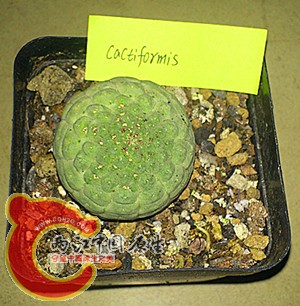 larryleachia cactiformis.jpg