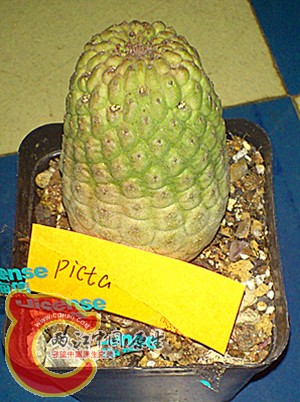 larryleachia picta.jpg