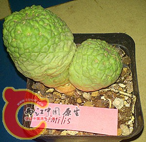 larryleachia similis.jpg