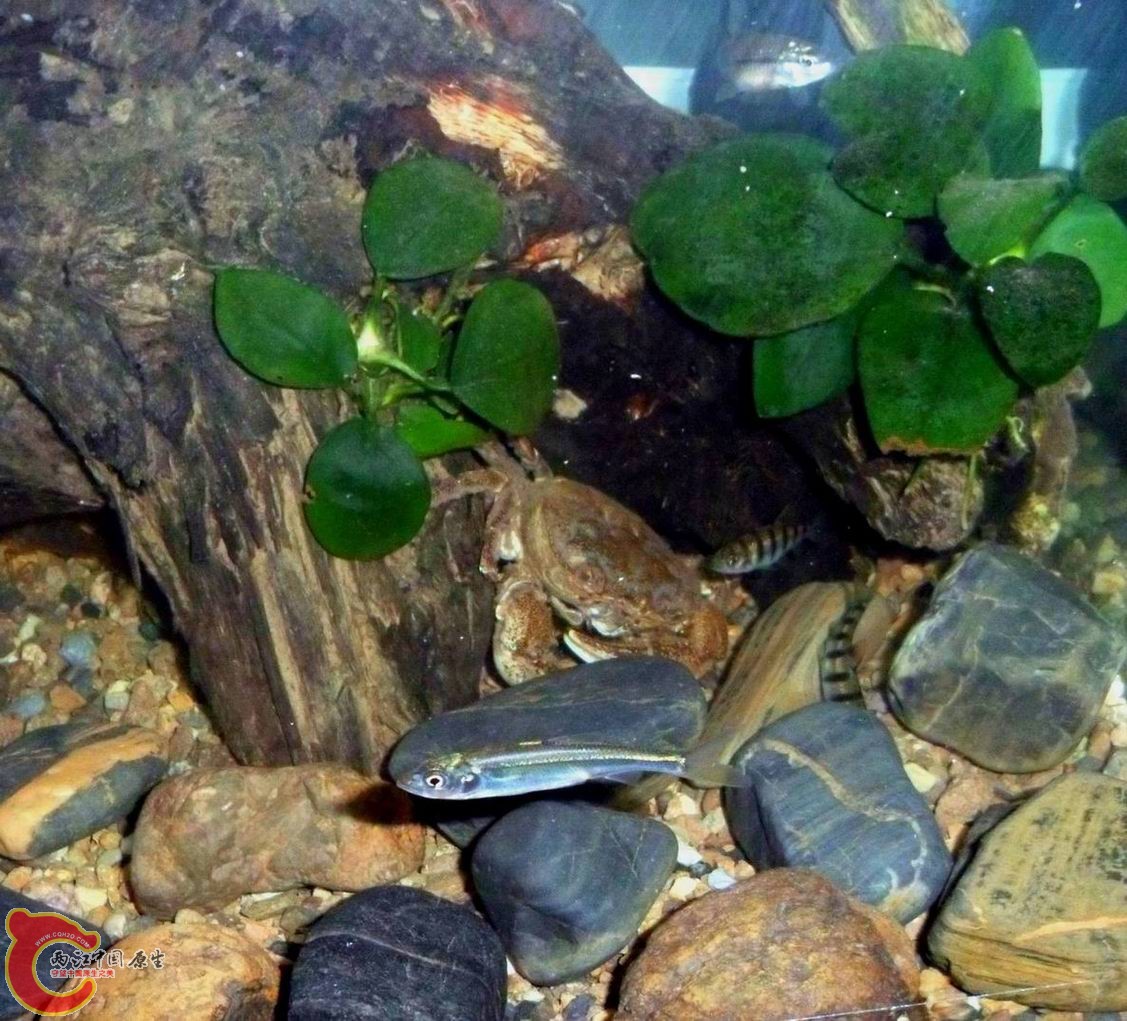 石蟹是跟光唇长鳍鱲同一个小溪抓的