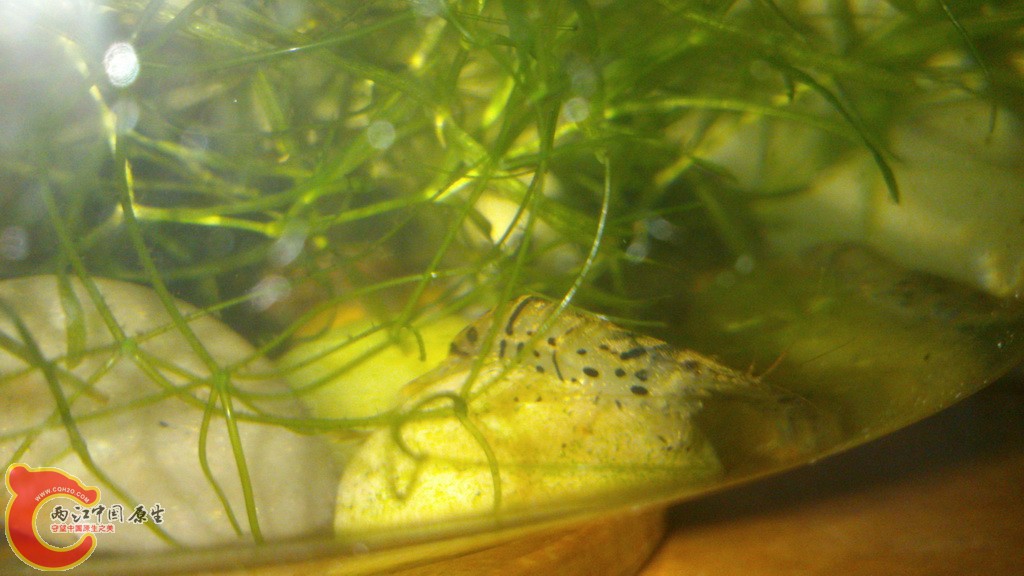 虎纹虾