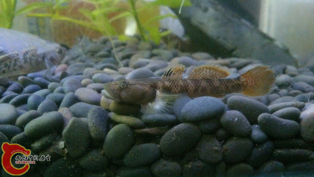 虾虎，求鉴定