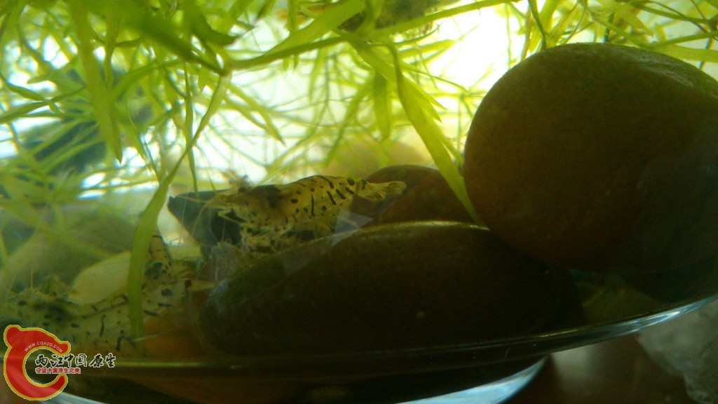 虎纹虾