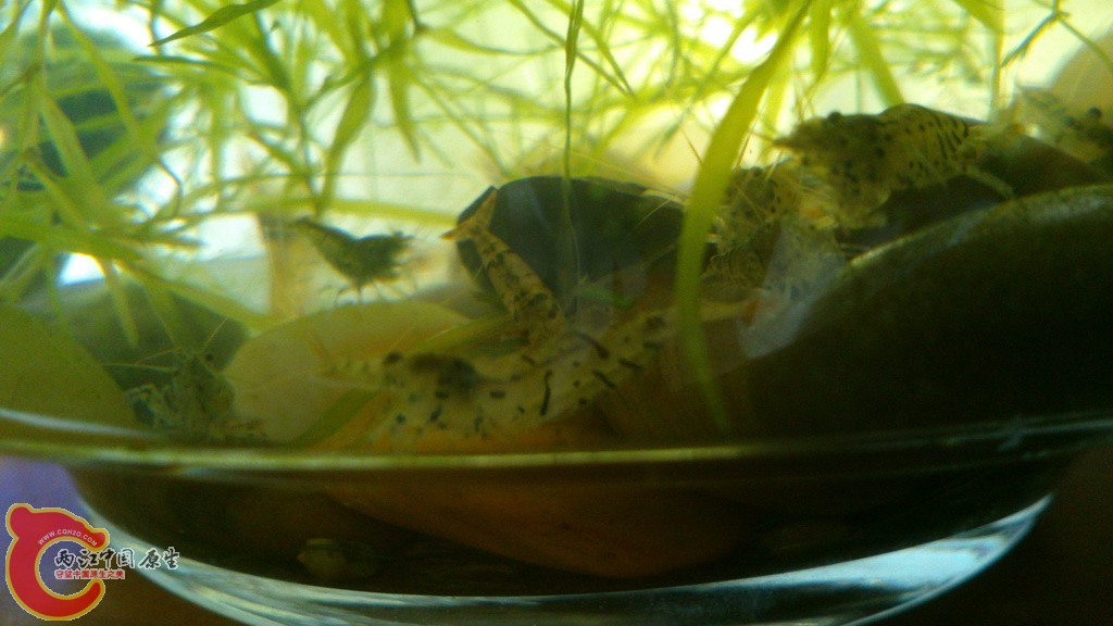 虎纹虾