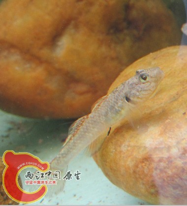 子陵.jpg
