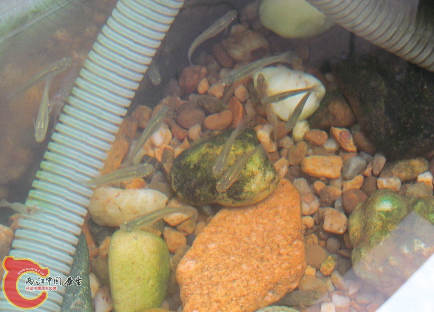 食物们.jpg