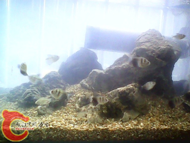 img1020_163234178.jpg