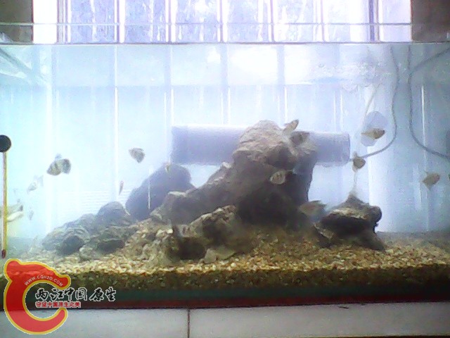 img1020_163121854.jpg