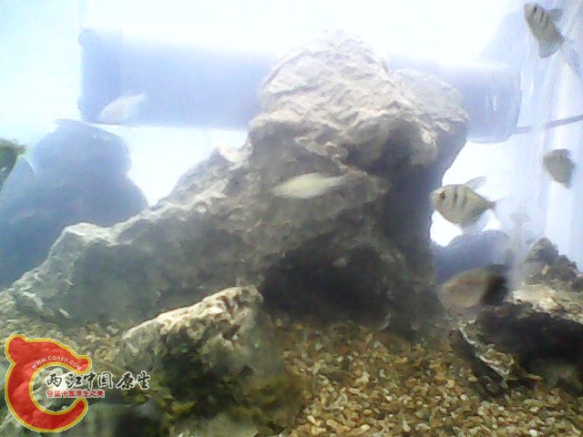 img1020_163226217.jpg