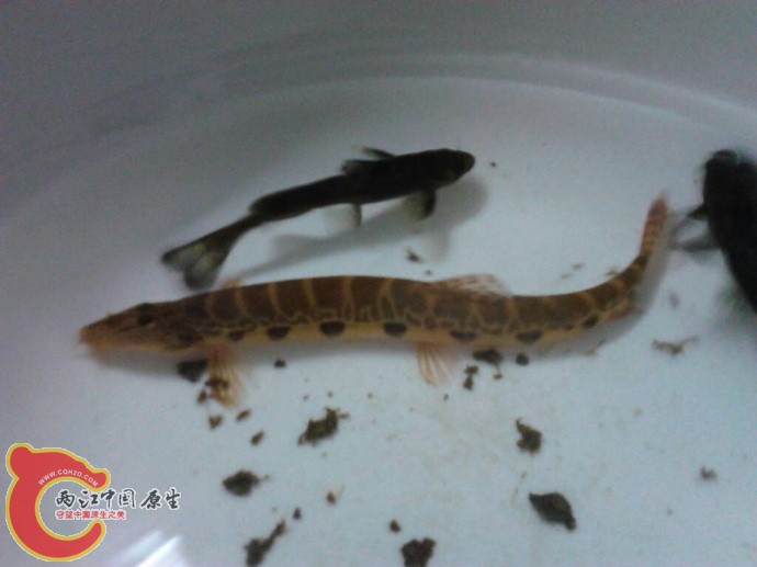 河里捞的鱼