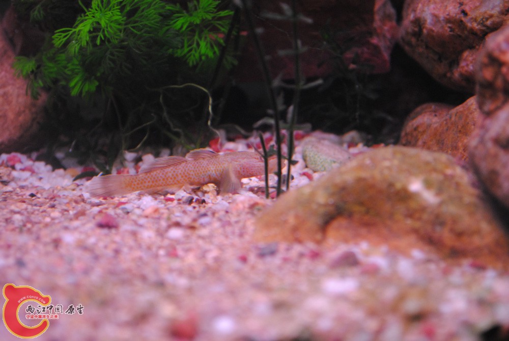 DSC_0284.jpg