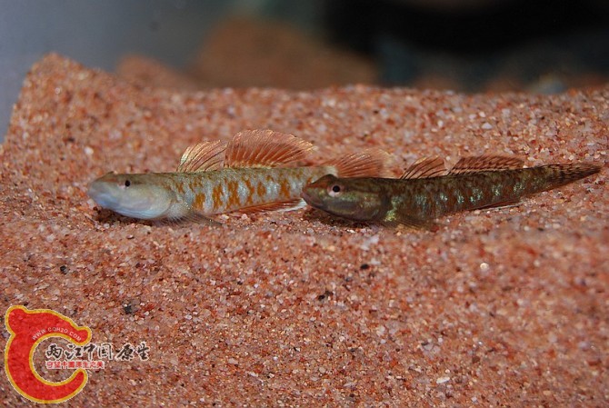psbCAIZ3HLB.jpg
