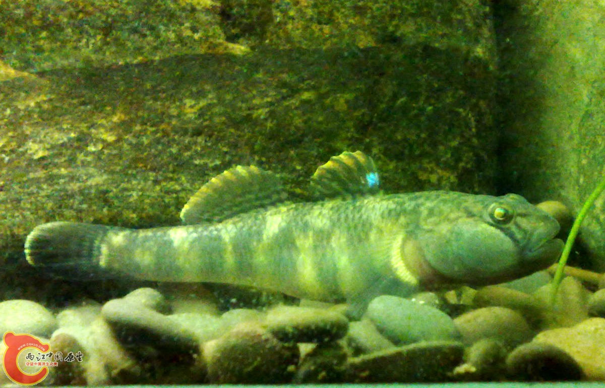 201210307035-.jpg